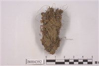 藏品(花萼蘚屬)的圖片